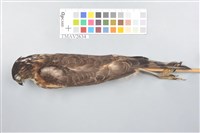 藏品(臺灣松雀鷹)的圖片